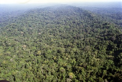 Aerial view of the Amazon in Ecuador.