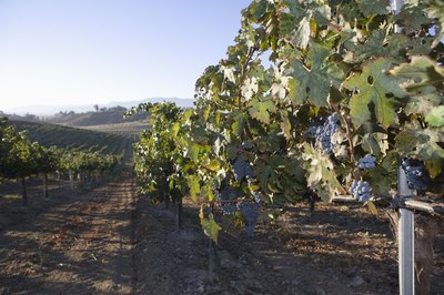 Grapevine field
