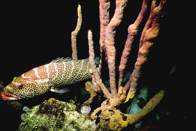Grouper