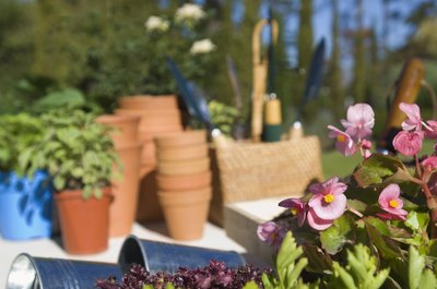 Growing your own bell pepper plants can be a rewarding experience.