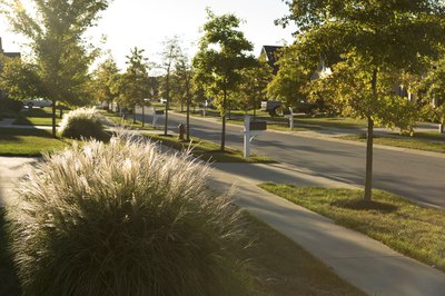 A neighborhood landscape using ornamental grasses.