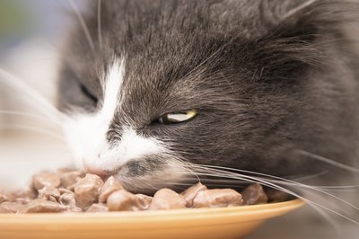 Close-up of cat eating from bowl of food.