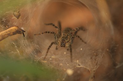 trapdoor spider