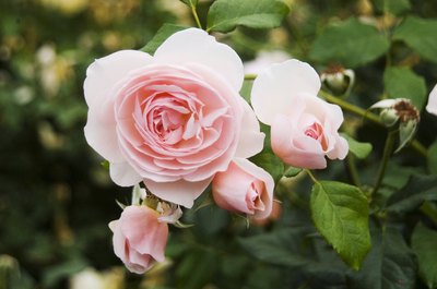 A rose bush in full bloom.