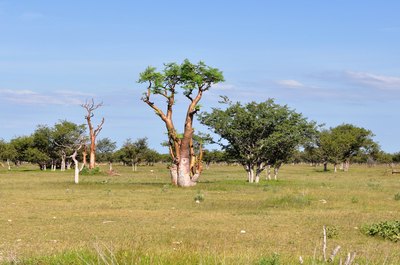 one moringa tree in the desert