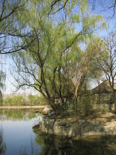 Corkscrew willows grow along a river in front of a residence in Bejing.