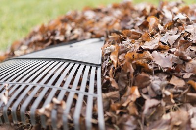 Traditional rake lying on top of leaf pile.