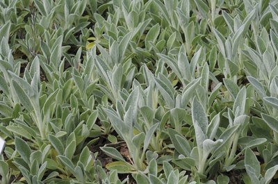 Lamb's ear.