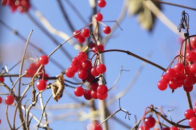 Red David viburnum berries growing in the winter.