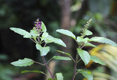 Tulsi is also known as tulasi and holy basil.
