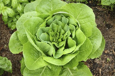 Lettuce in garden