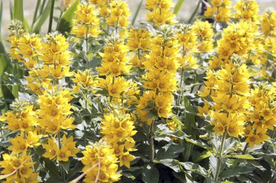 Yellow loosestrife flowers grow in a field.