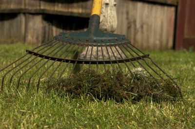 A close-up of a garden rake collecting moss in the grass.