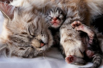 A newborn kitten curled up with its mother.