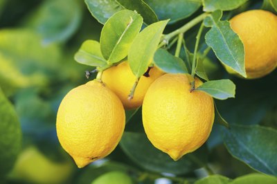 leaves on lemon tree