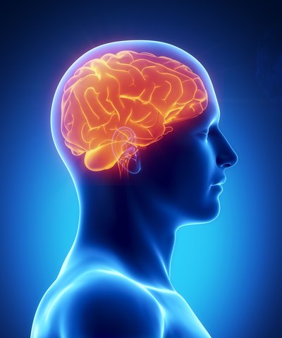3D rendering of the human brain.