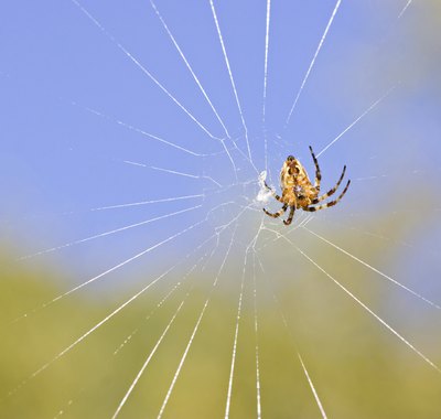 An orb weaving spider.