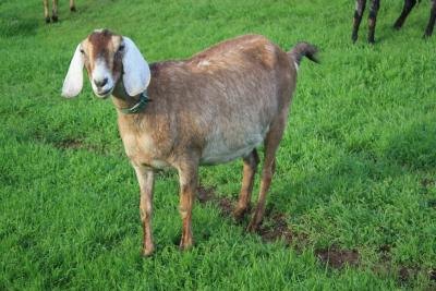 A nubian goat.