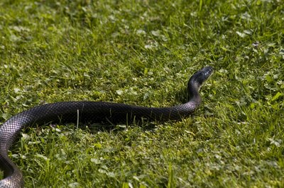 Black rat snake.