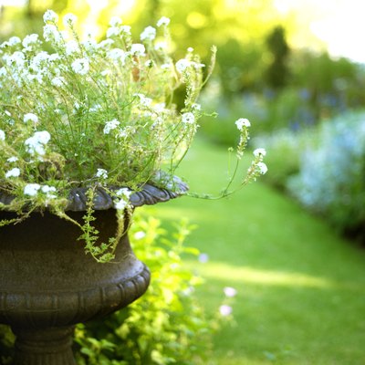 Adult fleas pend most of their time in bedding, carpeting, furniture, lawns or gardens.