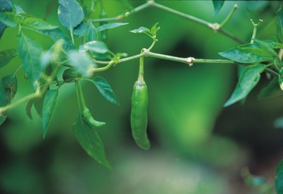 Pepper plant