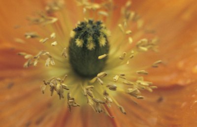 Close up of pollen.