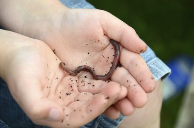 Boy holding earthworm