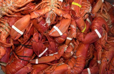 Pot of cooked lobsters