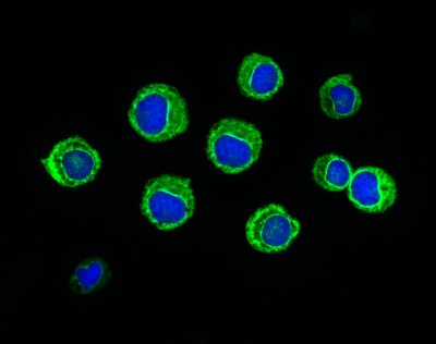 Monocyte.