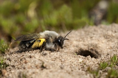 Burrowing bee beside hole in ground