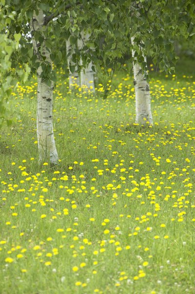 A close-up of lthe eaves and trunks of silver birch trees in a spring meadow.