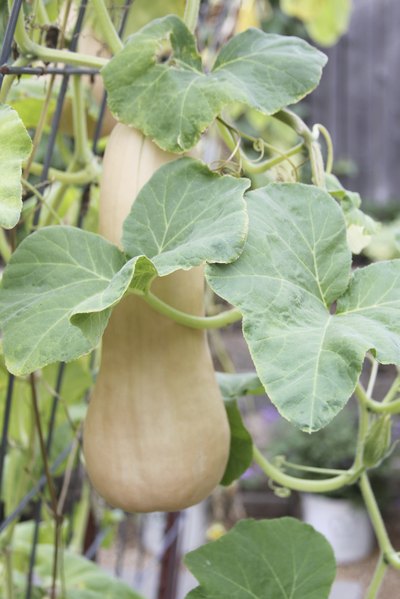 Squash has healthy fiber.