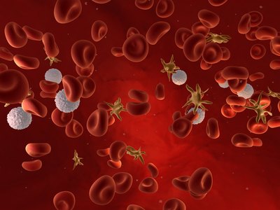 Blood cells.