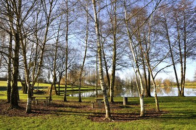 Silver birch trees grow by a pond in France.