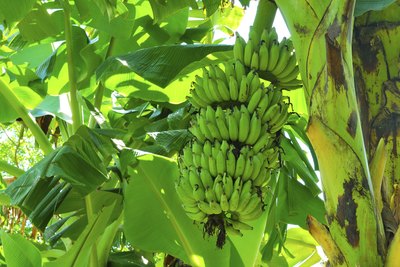 A bunch of green bananas growing on a tree.