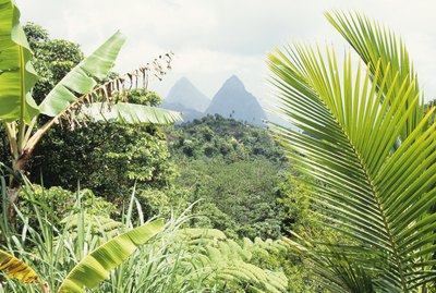 Vegetation in a forest in the Caribbean.