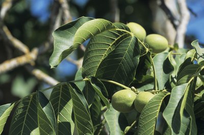 Compound leaves have smaller leaflets that make up one leaf.