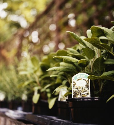 Chia seeds come from a sage plant, Salvia hispanica, that grows in Mexico.