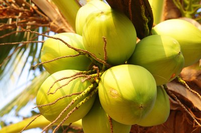Bunch of coconuts growing on tree.