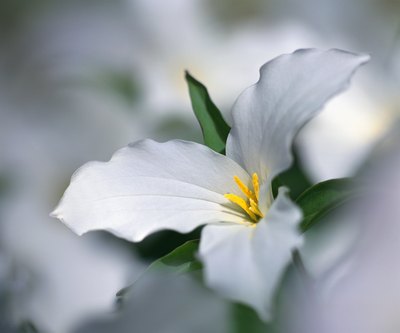 White Trillium is one of many flowers in the rainforest used for medicinal purposes.