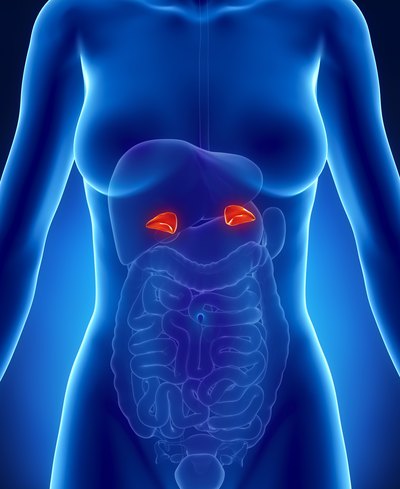 3D model of adrenal glands which produce cortisol, a hormone that regulates potassium levels.