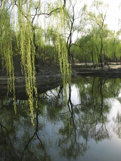 Corkscrew willows growing on the bank of a pond.