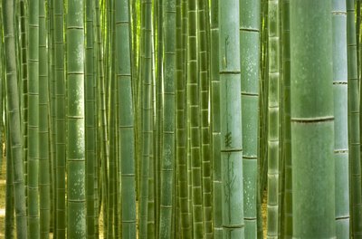 Bamboo shoots.