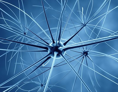 Nerves in the nervous system.
