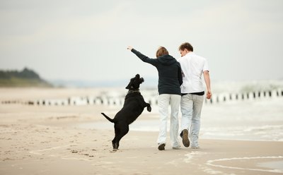 Pets are not biological assets.