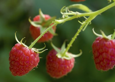 Raspberry on bush