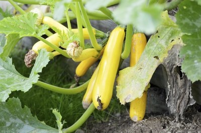 Yellow summer squash growing on the vine in the garden.