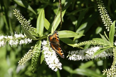 A butterfly landing on the flower of a white ball variety.