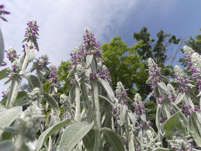 Lamb's ear with flowers.