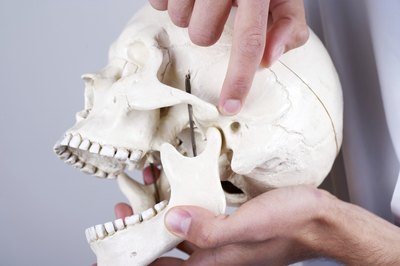Doctor showing the temporomandibular joint.